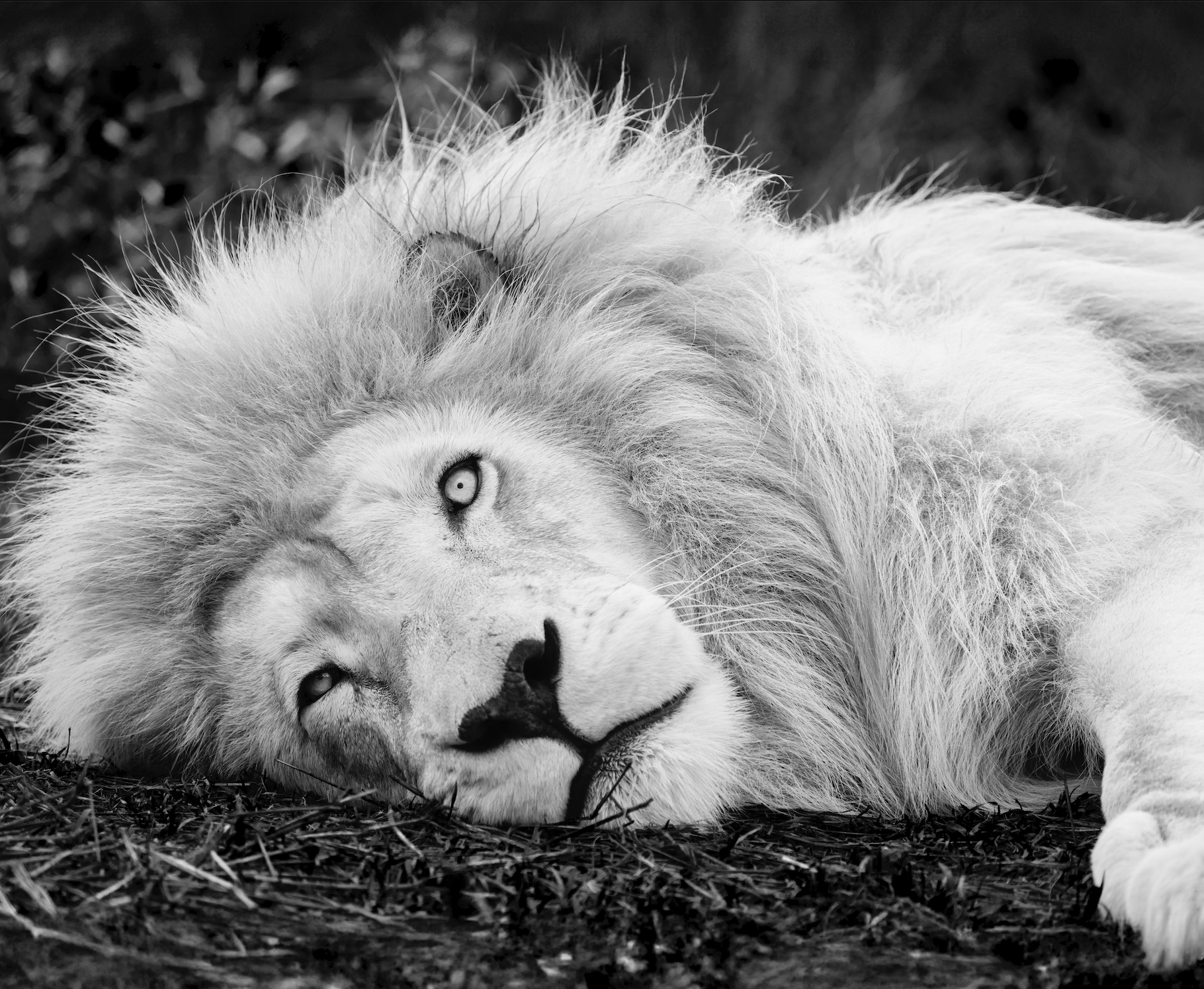 Black and white photo of a lion lying down