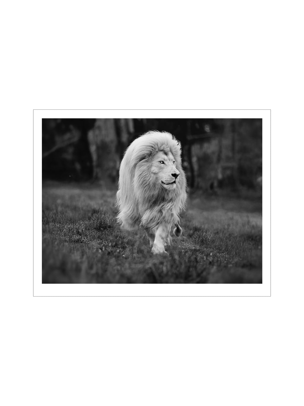 MOYA - B&W